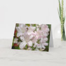 Search for azalea cards Flowers