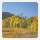Search for aspen trees stickers Colour