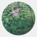 Search for smiling cat stickers Kitten