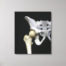 Search for natural sciences posters Anatomy