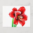 Search for amaryllis postcards Nature