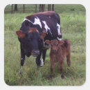 Search for pasture stickers Calf