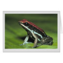 Search for dart frog Poisonous