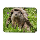 Search for groundhogs magnets Rodent