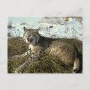 Search for bobcat postcards Lynx