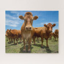 Search for beef puzzles Cattle