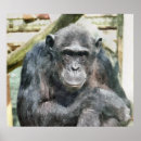 Search for chimpanzee posters Chimps