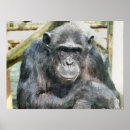 Search for chimpanzee posters Chimps