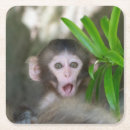 Search for animals coasters Young animal