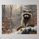 Search for raccoons posters Wildlife