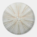Search for urchin magnets Ocean