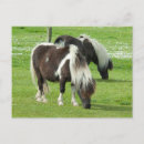 Search for shetland ponies postcards Horse
