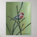 Search for finches posters Nature