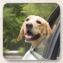 Search for labrador coasters Animal