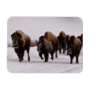 Search for large image cards Large group of animals