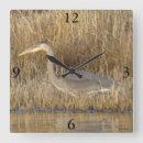 Search for heron Wading birds