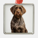 Search for wirehaired pointing griffon Brown