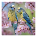 Search for budgie art Blue