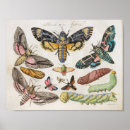 Search for vintage natural history posters Moth