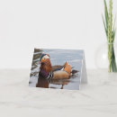 Search for plumage cards Colourful