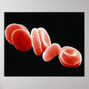 Search for electron micrography posters False colour