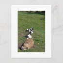 Search for northumberland postcards British