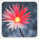 Search for red gerbera labels Floral