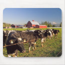 Search for dairy cow standard mousepads Agriculture
