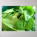 Search for spinach posters Vegetables