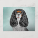 Search for charles spaniel postcards Cute