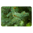 Search for pine tree magnets Woods