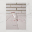 Search for gerbil postcards Rodent