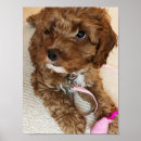 Search for cockapoo posters Puppy