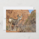 Search for mule deer postcards Animal