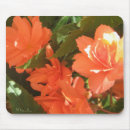 Search for begonia electronics Flowers