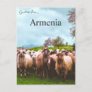 Search for flock of sheep postcards Livestock