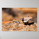 Search for lizard posters Desert