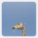 Search for giraffe head stickers Nature