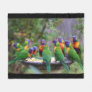 Search for lorikeet Tropical