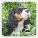 Search for tri colour stickers Puppy