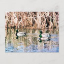 Search for ducks postcards Photography