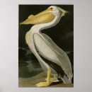 Search for audubon posters Illustration