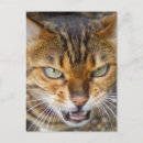 Search for tiger eyes postcards Wild