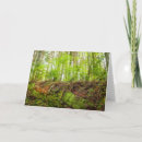 Search for danita delimont cards Forest