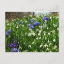 Search for early spring postcards Flower