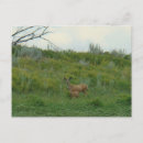 Search for doe postcards Wildlife
