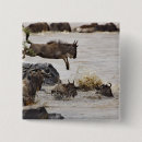 Search for wildebeests accessories Kenya
