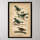 Search for cardinalidae posters Bird