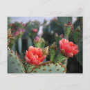 Search for flower bloom postcards Pink