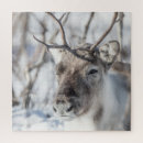 Search for lapland puzzles Winter